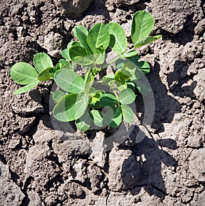 Peanut plant with fresh leaves