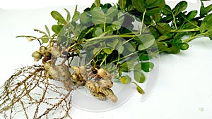 Peanut plant fruits roots stock