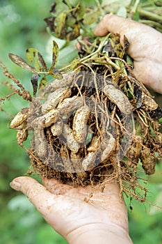 Peanut plant in hands