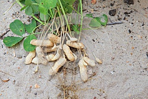 Peanut plant on sandy soil background