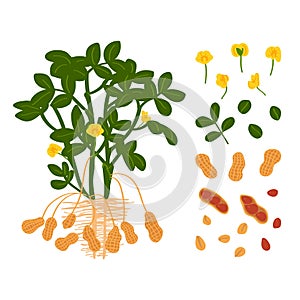 Peanut plant, seeds and flowers on a white background. Raw materials. Vector illustration in freehand drawn style