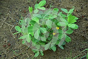 Peanut plant with yellow flowers