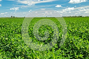 Peanut plantation field