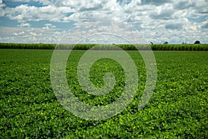 Peanut plantation field