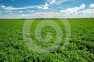 Peanut plantation field