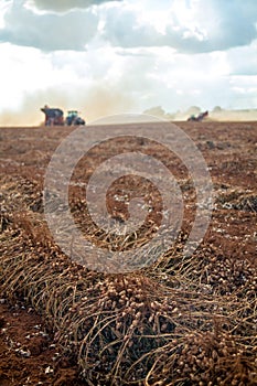 Peanut plantation field