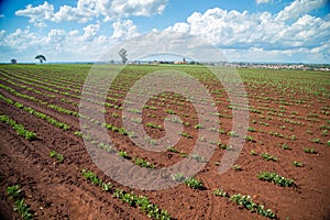 Peanut Plantation field bean