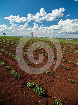 Peanut Plantation field bean