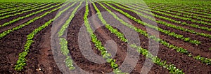 Peanut Plantation field bean