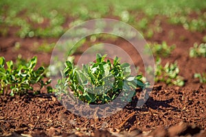 Peanut Plantation field bean