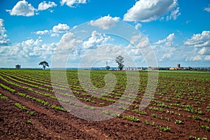 Peanut Plantation field bean