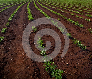 Peanut Plantation field plant