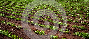 Peanut Plantation field plant