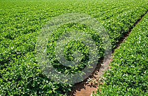 Peanut plantation field