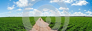 Peanut plantation field