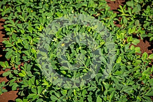Peanut plantation field