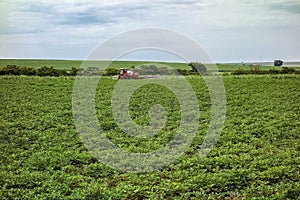 Peanut plantation - old tractor spraying peanut plantation in the interior of SÃ£o Paulo, Brazil