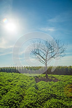 Peanut plantation tree corn