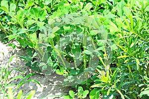 Peanut plants