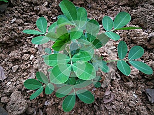 Peanut plants