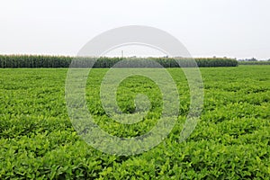 peanut plants in the fields