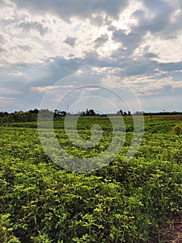 Peanut Plants In The Fields With a Beautiful Sky