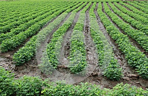 Rows of peanut plants