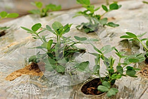 Peanut plants