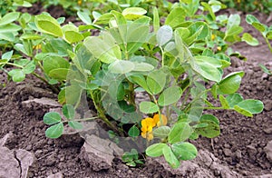 Peanut plants in vegetable beds
