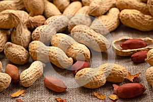 Peanut. Roasted peanuts in shell on burlap