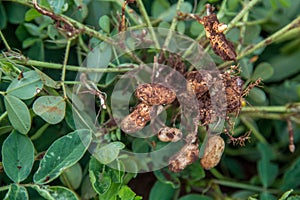 Peanut seed plant natural