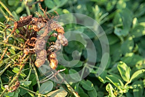 Peanut seed plant natural