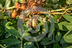 Peanut seed plant natural