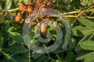 Peanut seed plant natural