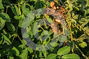 Peanut seed plant natural