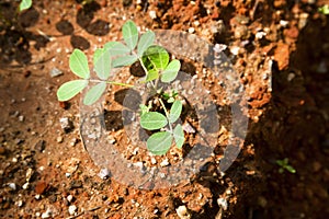 Peanut seedling