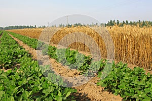 Peanut seedling and mature wheat