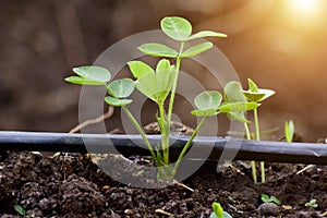 Peanut  seedling