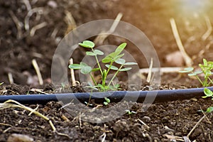 Peanut  seedling