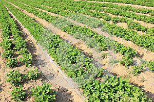 Peanut seedling in the wild