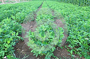 Peanut tree in agriculture field plantations
