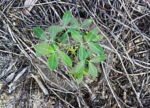Peanut tree in farm
