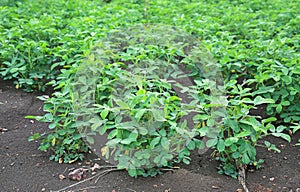 Peanut tree in the field