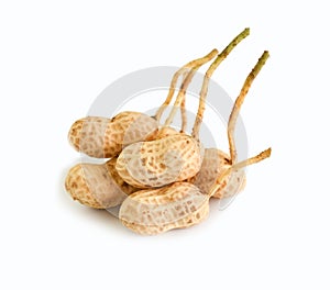 Peanut tree isolated on white background.