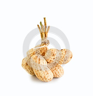 Peanut tree isolated on white background.