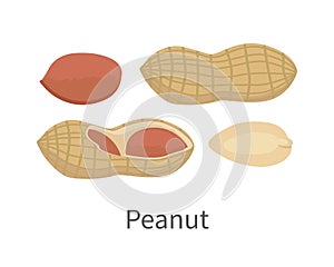 Peanut Vector Illustration in Flat Style Design