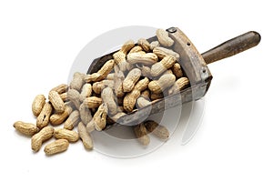 Peanuts in Antique Scoop