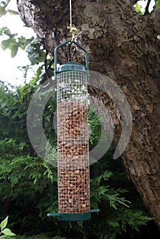 Peanuts in a bird feeder hanging from a tree in a garden