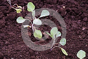 Peanut cultivation