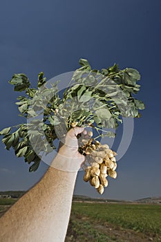 Arašidy v poľnohospodár ruka 